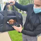 Travel provider delivering a puppy in her black crate