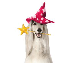 Great Dane dog with a red wizard hat