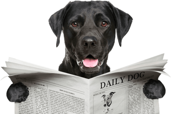 Black Labrador Retriever reading a newspaper titled Daily Dog