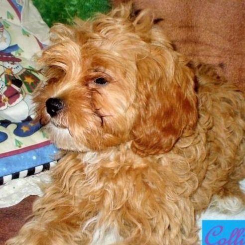 Multi - Cavapoo Female