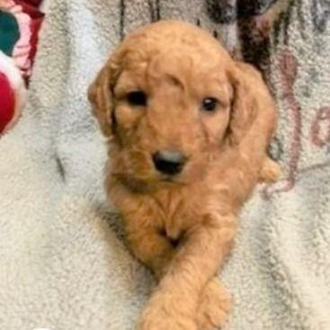 Dark Pink - Goldendoodle Female