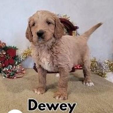 Dewey - Goldendoodle Male