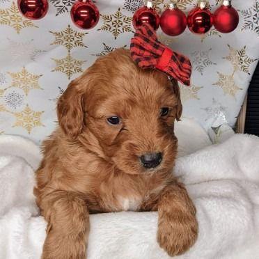 Mini Carli - Goldendoodle Female