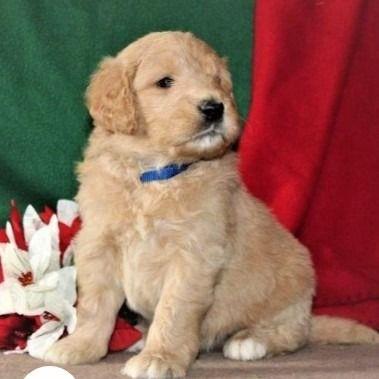 Tucker - Goldendoodle Male