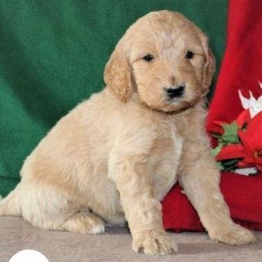 Abby - Goldendoodle Female