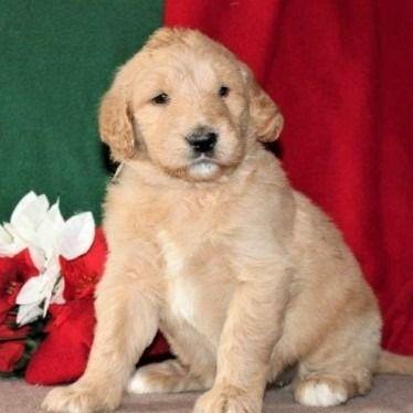 Sadie - Goldendoodle Female