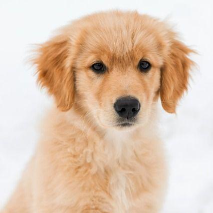 Golden2 - Golden Retriever Male