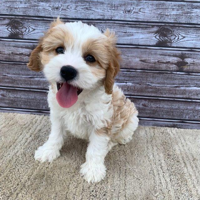 Mayo - Aussiedoodle Male