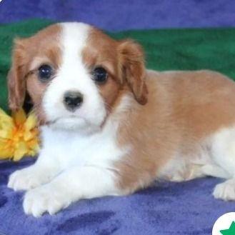 Amy - Cavalier King Charles Spaniel Female