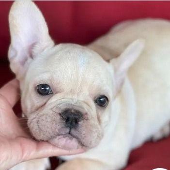 Leah - French Bulldog Female