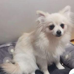 Asya - Pomeranian Female