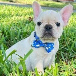 FL Frenchie - French Bulldog Male