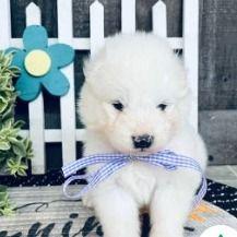 Mona - Samoyed Female