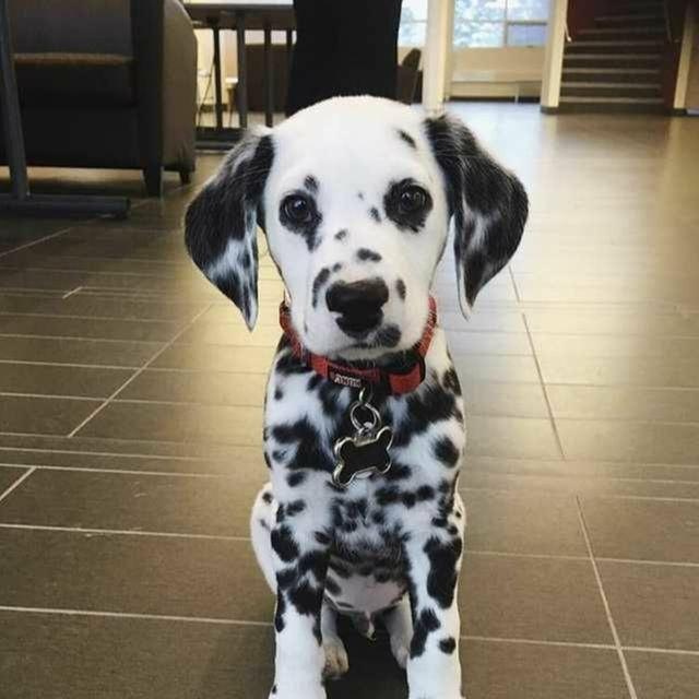 Juli - Dalmatian Female