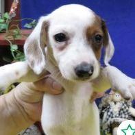 Stel - Dachshund Female