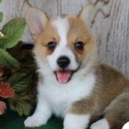 Baste - Pembroke Welsh Corgi Male