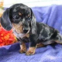 Nana - Dachshund Female