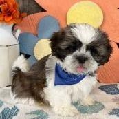 Volt - Shih Tzu Male