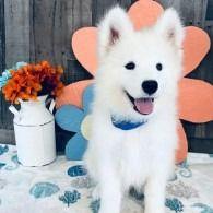 Bon - Samoyed Male