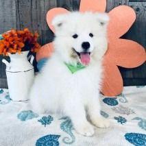 Ozzy - Samoyed Female