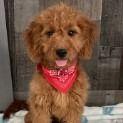 Elen - Goldendoodle Female