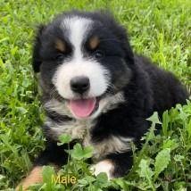 Lilo - Australian Shepherd Male