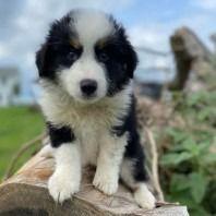 Westy - Australian Shepherd Male