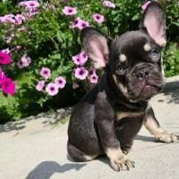 Leny - French Bulldog Female