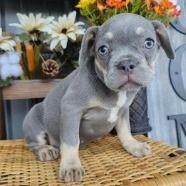 Boy A - French Bulldog Male