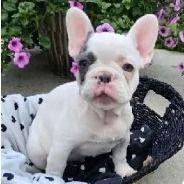 Flam - French Bulldog Male