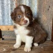 Sky - Australian Shepherd Male