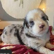 Camo - Australian Shepherd Male