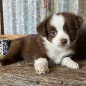 Sammy - Australian Shepherd Male