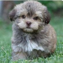 Cocoy - Havanese Male