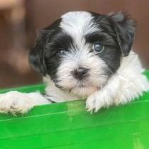 Liam - Havanese Male