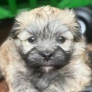 Mozart - Havanese Male