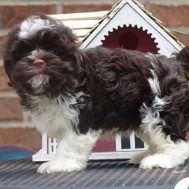 Hershey - Havanese Male