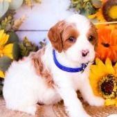 Snick - Cavapoo Male