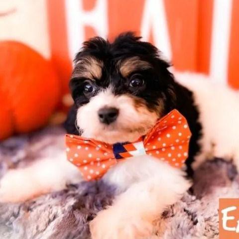 Ethan - Cavapoo Female