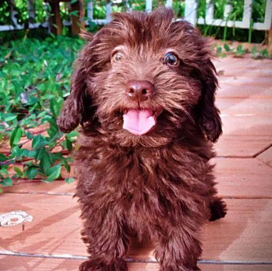 Perry - Havanese Female