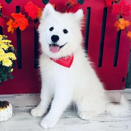 Brina - Samoyed Female