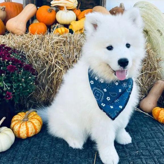 Jesu - Samoyed Male