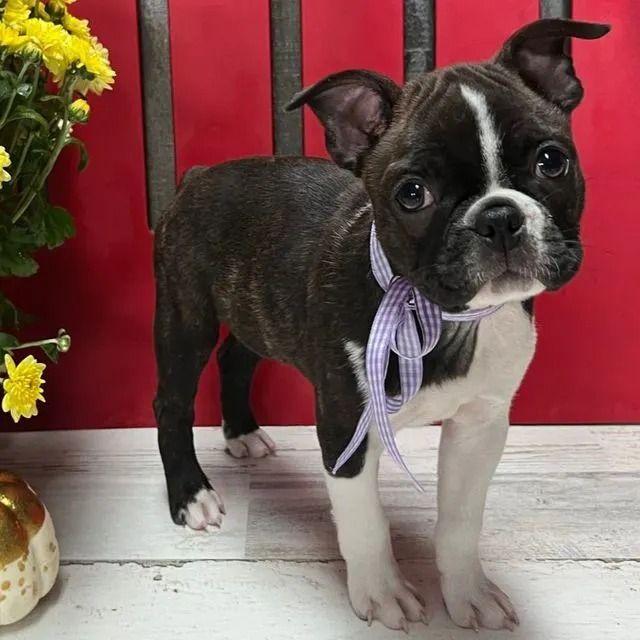 Sen - Boston Terrier Female