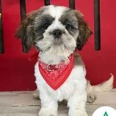 Collin - Shih Tzu Male