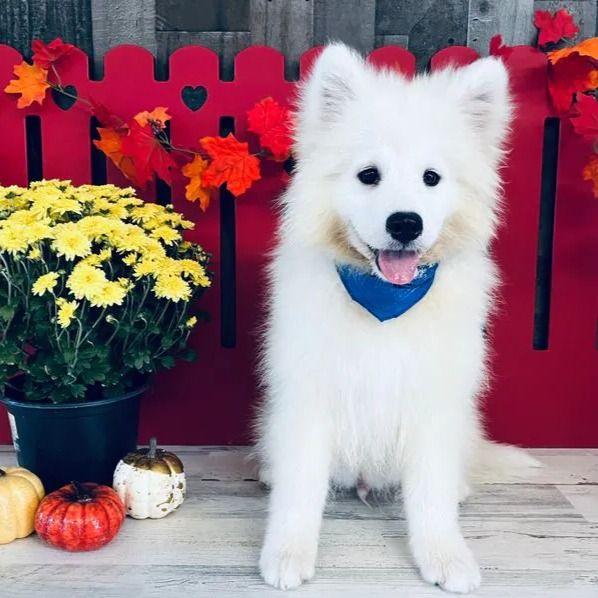 Tim - Samoyed Male