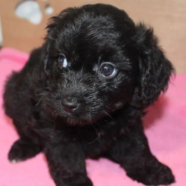 Lovely - Aussiedoodle Female