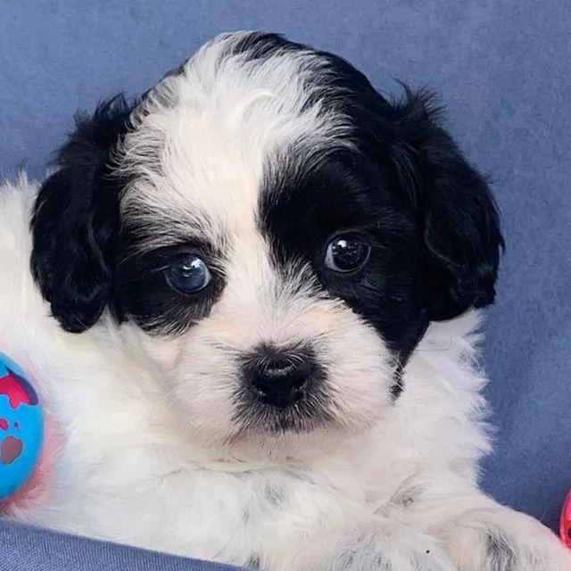 Lilly - Shih-Poo Female