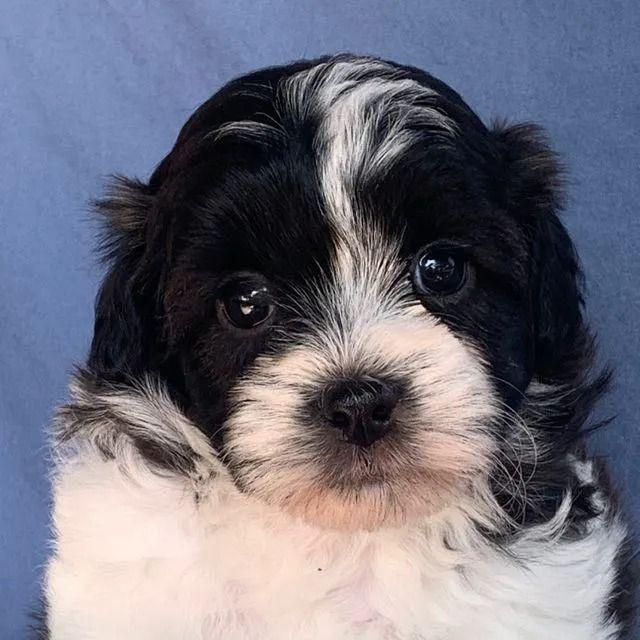 Ren - Shih-Poo Male