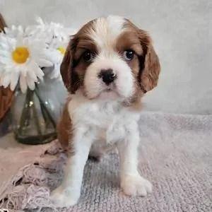 Simon - Cavalier King Charles Spaniel Male