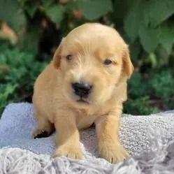 Bela - Golden Retriever Female